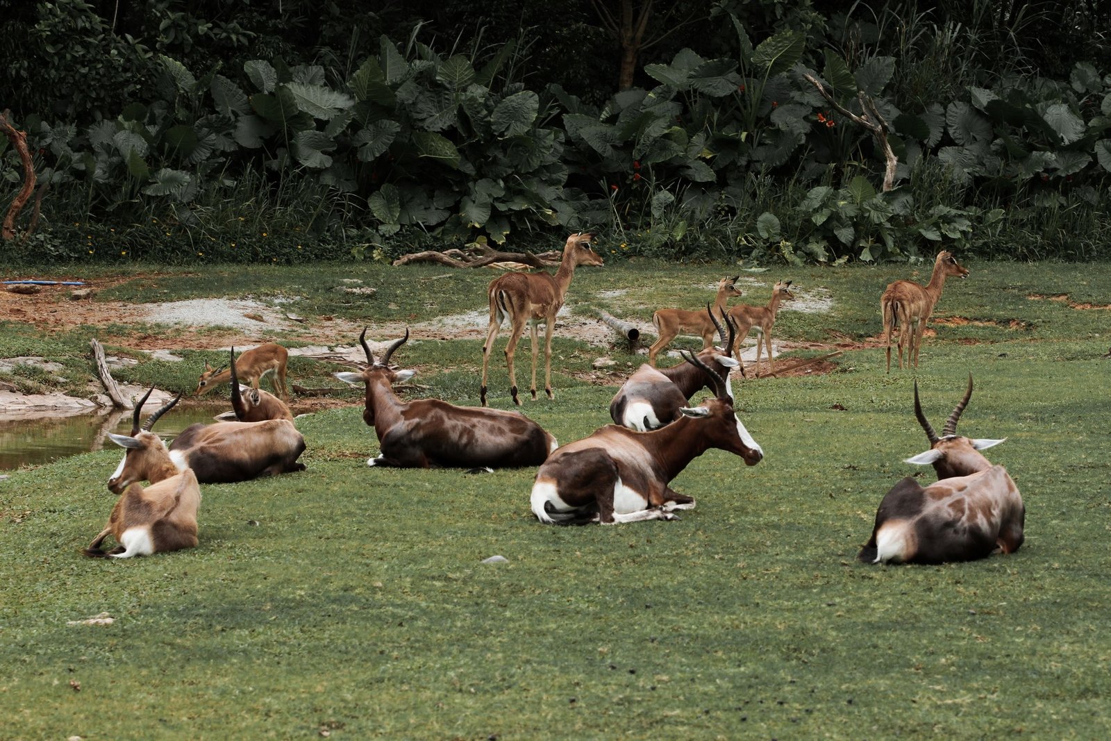 Wildlife Safaris